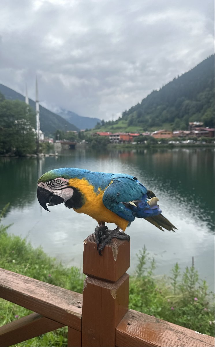 _jana_1__'s tweet photo. Uzungöl,Trabzon🤩 https://t.co/riOc7cX53W