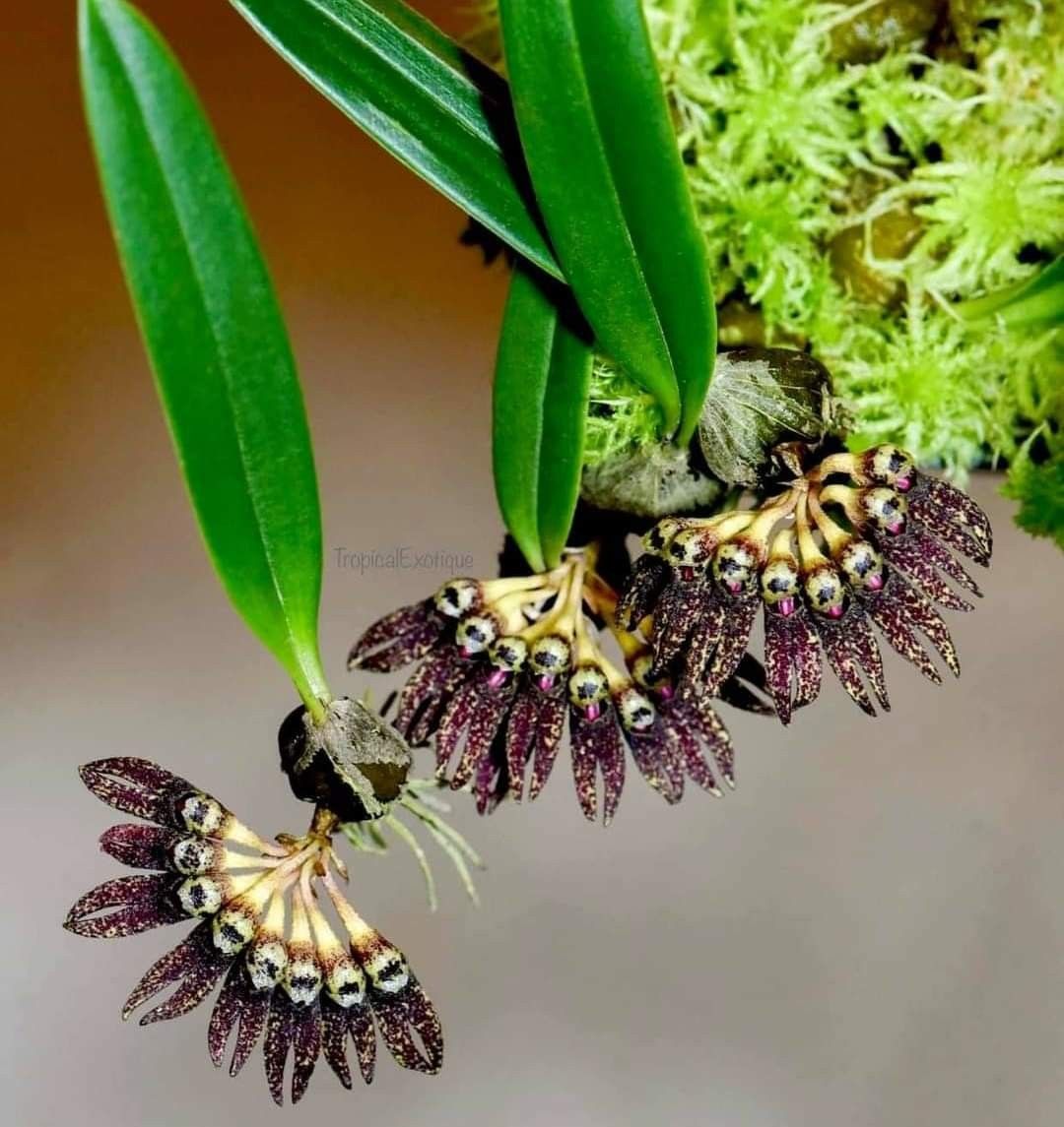 natural77384672's tweet photo. Bulbophyllum retusum orchid, a miniature species noted for its deep purple, spotted flowers arranged in tight, fan-like umbels.
It is native to the Yunnan and Xizang provinces of China, thriving in monsoonal forests at elevations between 1,400 and 2,100 meters https://t.co/3WLCzD6mtv