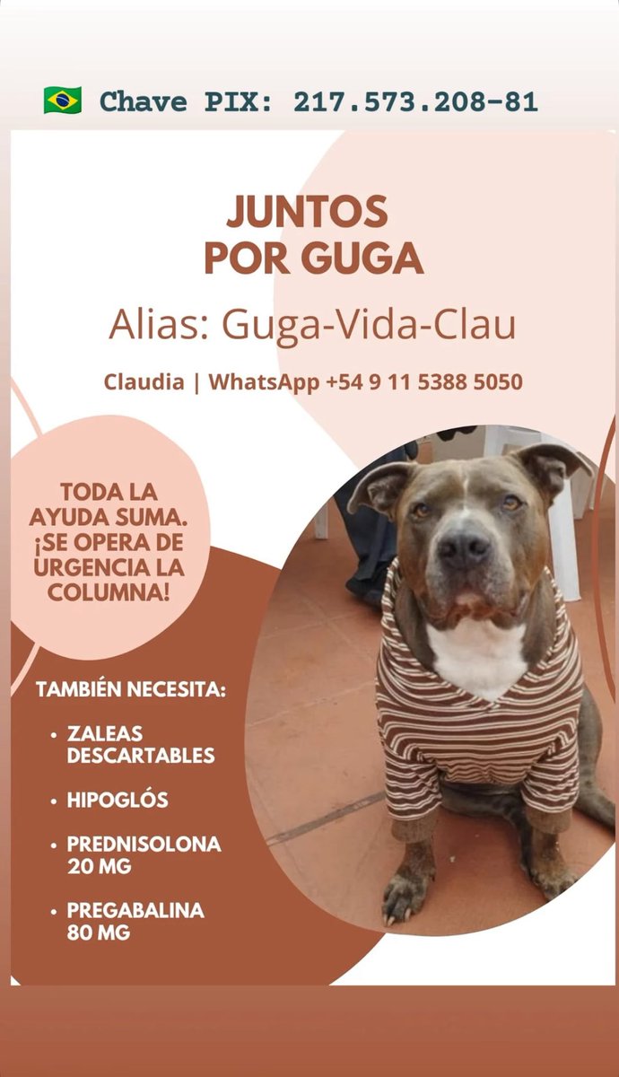 NegroCensurado's tweet photo. Muchachos sé que acá me leen muchos amantes de los perros. Guga es el perrazo de una amiga y necesita una operación de columna. Cualquier aporte será bienvenido. 

@KarenReichardt1 https://t.co/N2LQVMxy3h