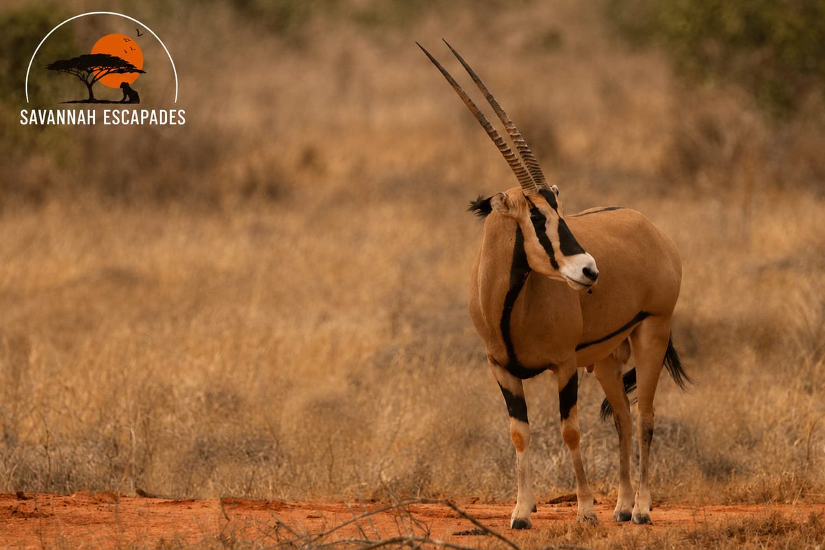 SavanaEscapades's tweet photo. Meet the gemsbok (oryx)—built for survival, designed by nature. Every safari reveals another masterpiece. 🦌🌍

#SavannahEscapades #ExploreKenya #Wildlife #Safari https://t.co/r9ahxkFkhq