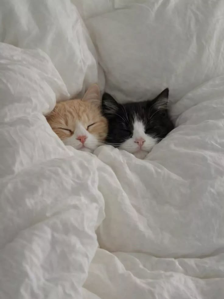 nekocatts's tweet photo. https://t.co/fHeHSsRHVz
