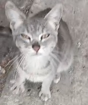 flormfp's tweet photo. Porfis transito para esta mama y sus dos bebés urgente https://t.co/yYQUCm0HzX