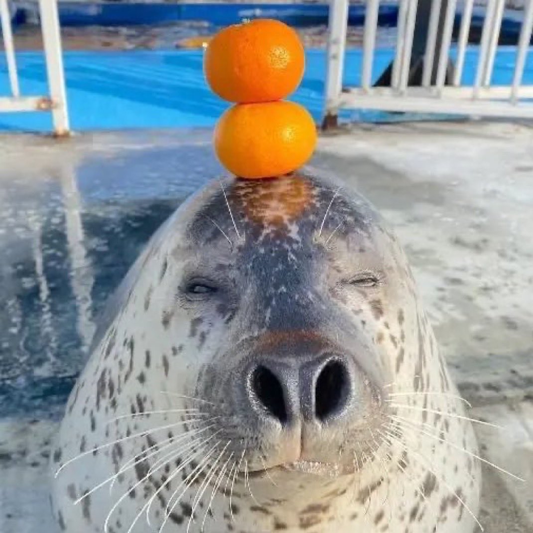 grindgod26's tweet photo. yeah well ive never seen you stack oranges on your head https://t.co/p8PUnNELuC