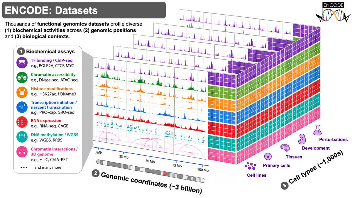 razoralign's tweet photo. ENCODE GRAMMAR: A deep learning model resource for decoding the DNA sequence logic of regulatory elements in the human genome https://t.co/NNgfws5E4d https://t.co/6qt0PMCDUe