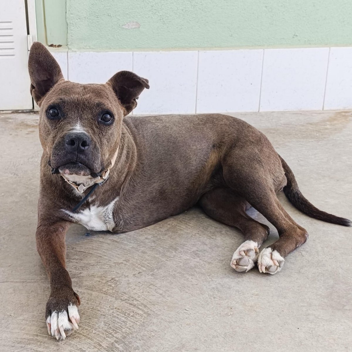 SosAbuelos1's tweet photo. #JAÉN
#JEN tiene 9 años y tres patas. La vida decidió quitarle una

Del amor sabe poco... los voluntarios han sido lo más cerca que ha estado de recibir afecto...

No teme a los perros; tampoco los busca. Los mira de lejos

Florecería en una familia

abyda.adopciones@hotmail.com https://t.co/cldPDvjC5o