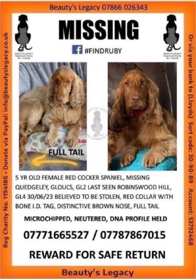 LisaClareRead2's tweet photo. Please RT #spanielhour 🙏
Have you seen Ruby? 
Missing for 3 years, believed to be stolen 💔😢
She went missing from Quedgeley #Gloucestershire GL5 &amp; was last seen Robinswood Hill, GL4 on 30th June 2023. Please help get her home 🙏🐾
https://t.co/ECJHK7apfP
#Stolendoghour https://t.co/GE9YWVzykn