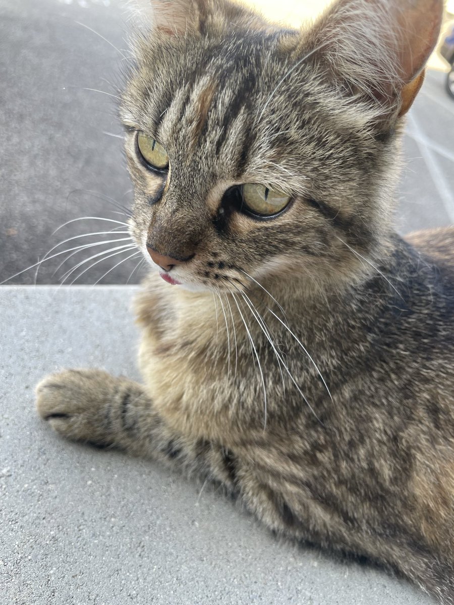 Nm01Manzoni's tweet photo. @lynx_grizzly Les tigrés sont les plus beaux 😻 https://t.co/fhQCidA9gR