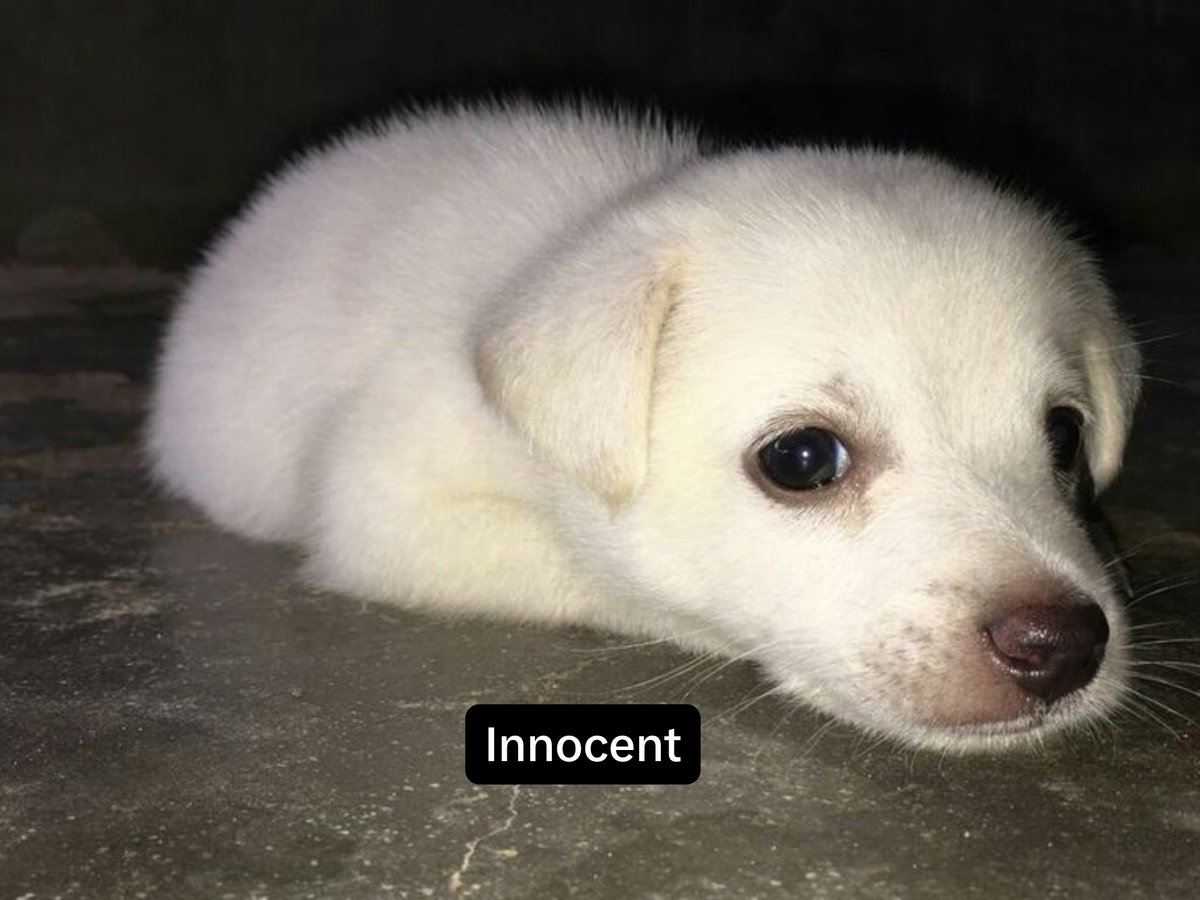 cutestpuppyy's tweet photo. https://t.co/FWKh5piGg6