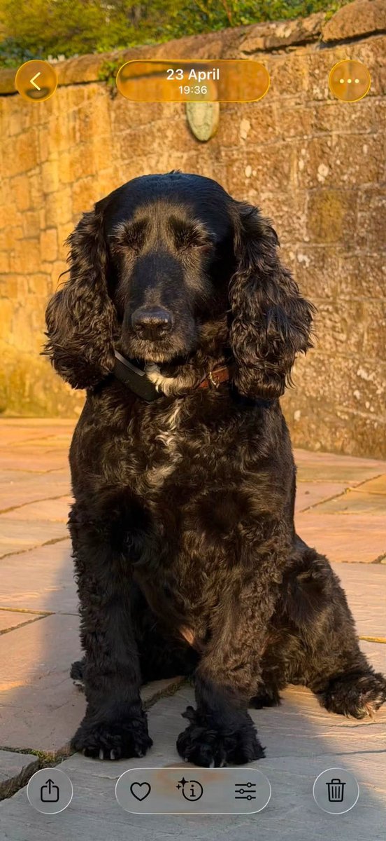 rosieDoc2's tweet photo. #SpanielHour 

Frantic owner searching for DORA 
TY so much to every1 who is helping to look for her. 
My wee dog is missing from #Lindeanloch She has number on her collar 
#Selkirk 🏴󠁧󠁢󠁳󠁣󠁴󠁿 
@Selkirk_FC @selkirknow @BitofDecorum @SheilaGarci2 @JacquiSaid @4ourdogs @ZuccoIsMissing https://t.co/FYvM3HmvnQ