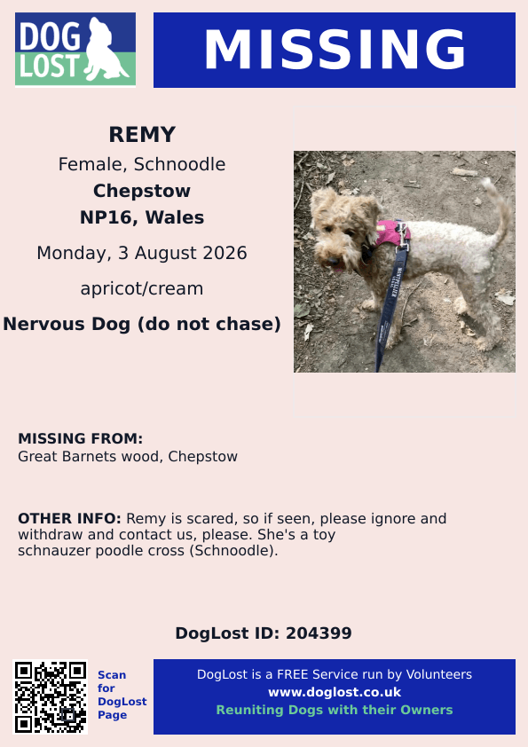 millypod1's tweet photo. 🆘3 AUG 2026 #Lost Remy #ScanMe
Toy Schnauzer Poodle Cross (Schnoodle) Female 
Great Barnets Wood #Chepstow #NP16 
#Monmouthshire #Wales
https://t.co/Gi3FvTys6w https://t.co/JFAMmIRiBj