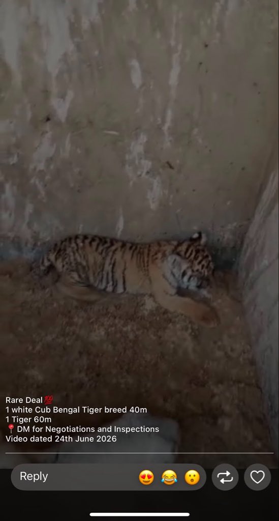 _saylessbr0's tweet photo. Tiger and Lions  for sale, serious buyers only. https://t.co/alLxloplHB