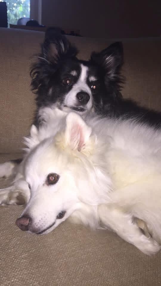 Pembys's tweet photo. @BaronDestructo my Max and Zoe both passed away last month at 16 1/2 and 18 years old.  So now my wife and I have Phoebe and Crosby.  I know you’re a dog lover. https://t.co/xG9fxGmm5i