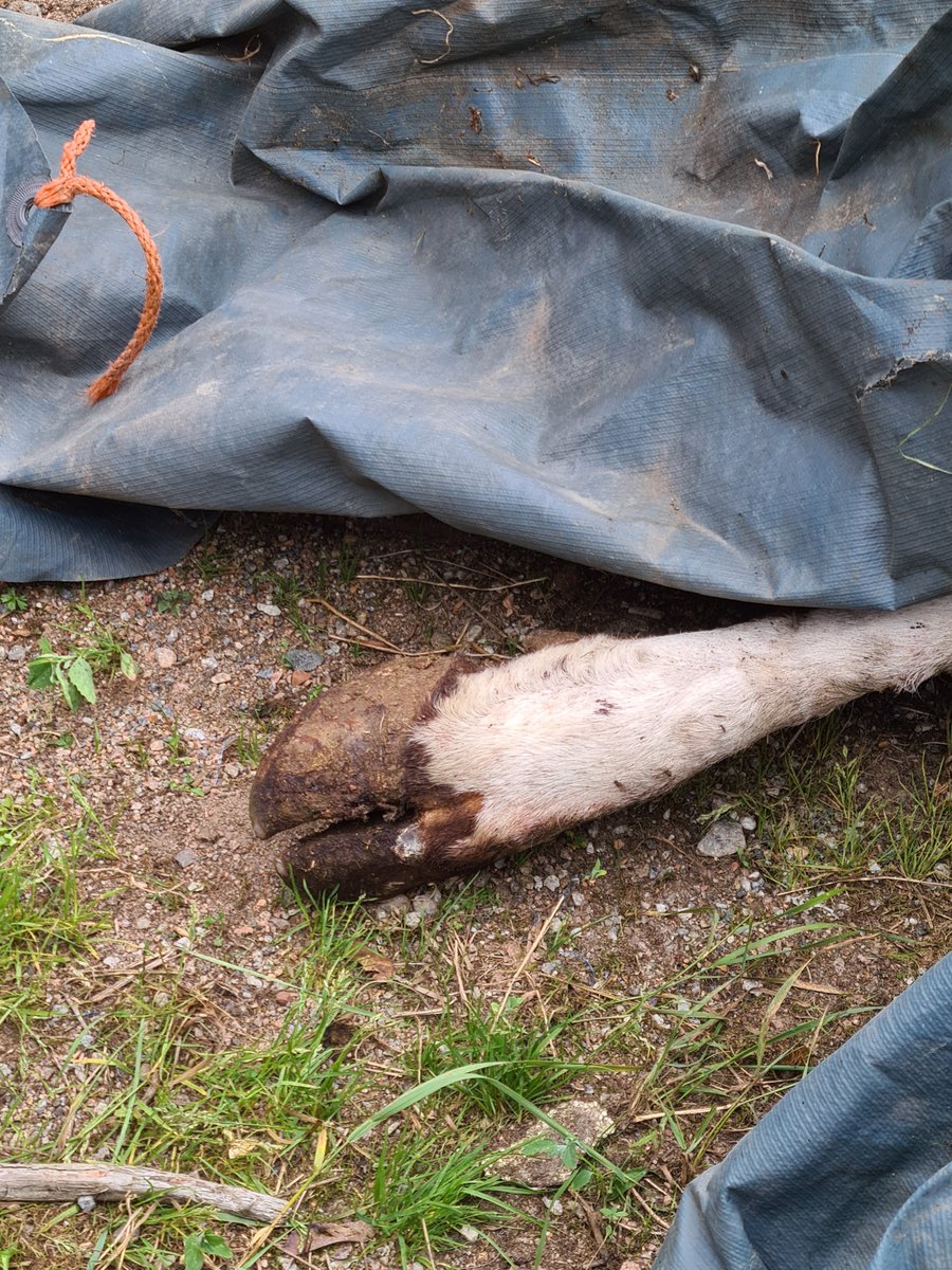 kairinenseija's tweet photo. Aamulla navetassa oli kuollut lehmä. Utareen sisäinen paise oli puhjennut, aiheuttanut verenvuotoa ja ilmeisesti verenmyrkytyksen. Kaikkea voi sattua. Enpä viitsi kuvia laittaa. Herkemmille voisi olla liikaa. Mä en kauhistu mistään, niin kauan olen tehnyt ja monenlaista nähnyt. https://t.co/AbWDgkrUTS