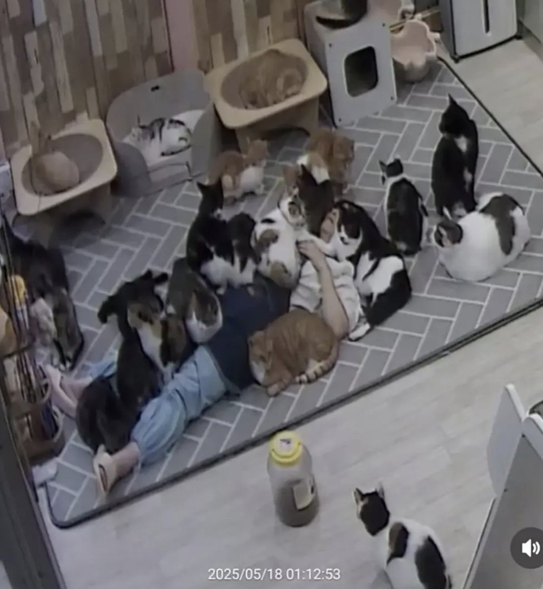 hyeoni0619's tweet photo. 고양이 쉼터에서 모르고 6시간 잔 사람 https://t.co/77ZuBYfaHQ