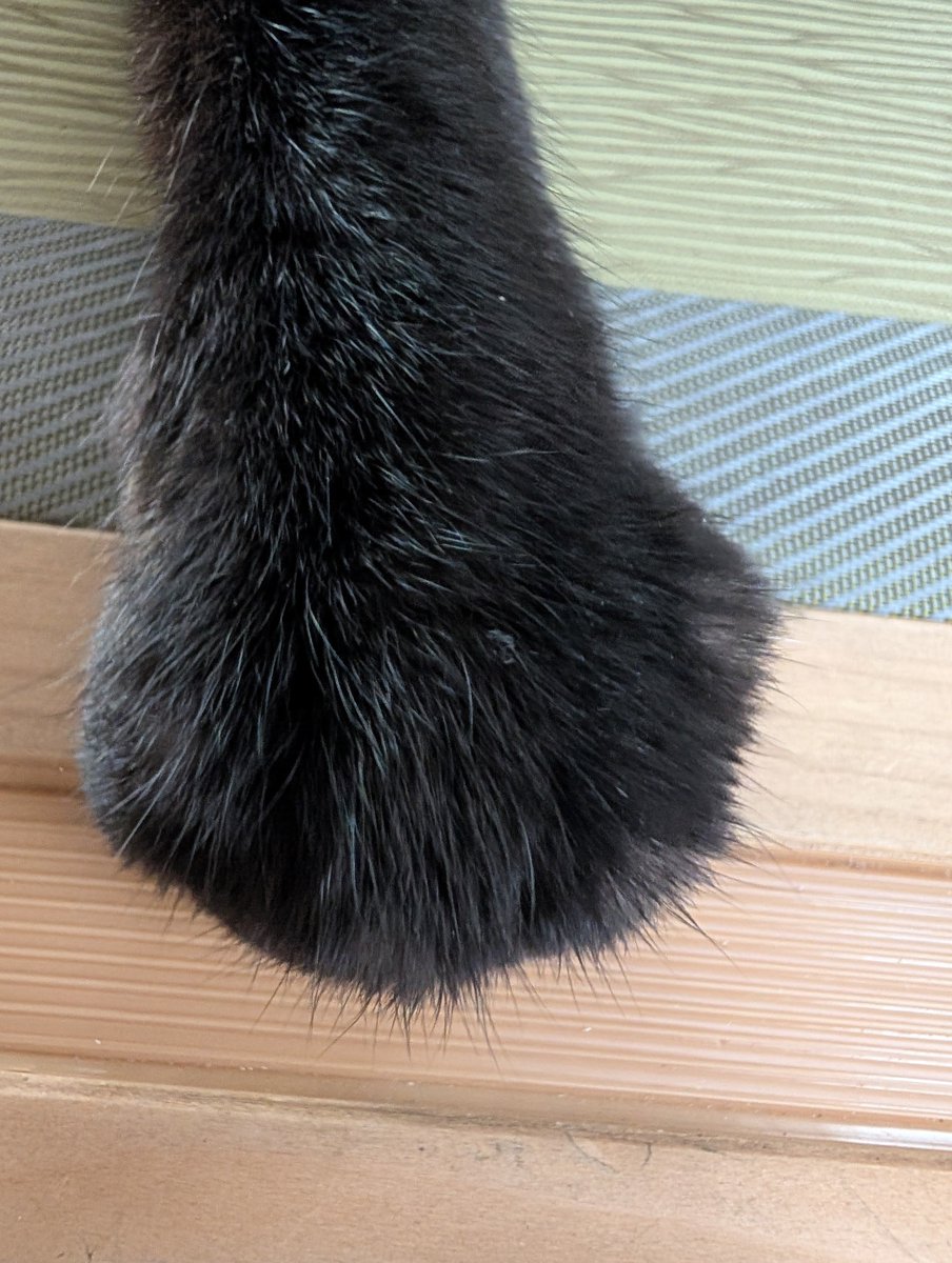 konekowohirotta's tweet photo. 3031日目。
3歳弟に「チタラ（＝ティチャラ＝黒猫）のおてて😂しゃしんとって😂」と笑われながら言われて「手？？？？」となりながら写真撮った。写真を見て満足そうに去る3歳弟の背中を、黒猫とふたりで「？？？？」となりながら見ていたが、多分黒猫の手がグッパ✊️🖐️してるのが笑いポイントだった https://t.co/C6PeRYgFPo