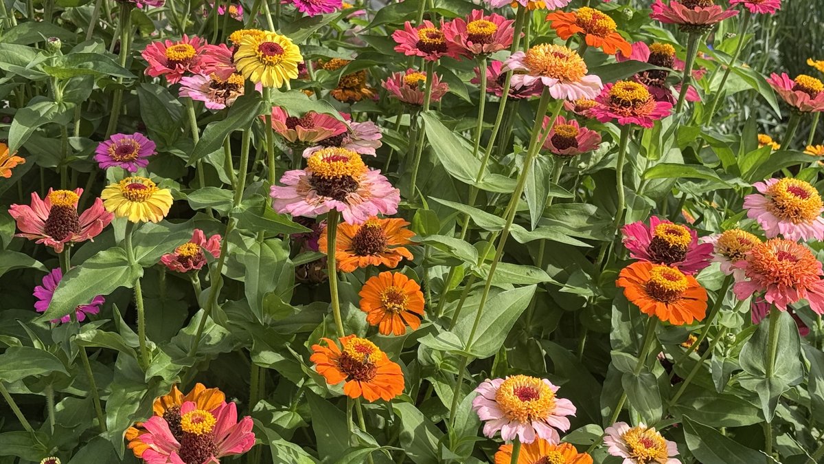 TheLocalVoice's tweet photo. Lafayette County Master Gardeners: August Garden Calendar

https://t.co/diVLwY2DEk https://t.co/rbA4xq8qsw