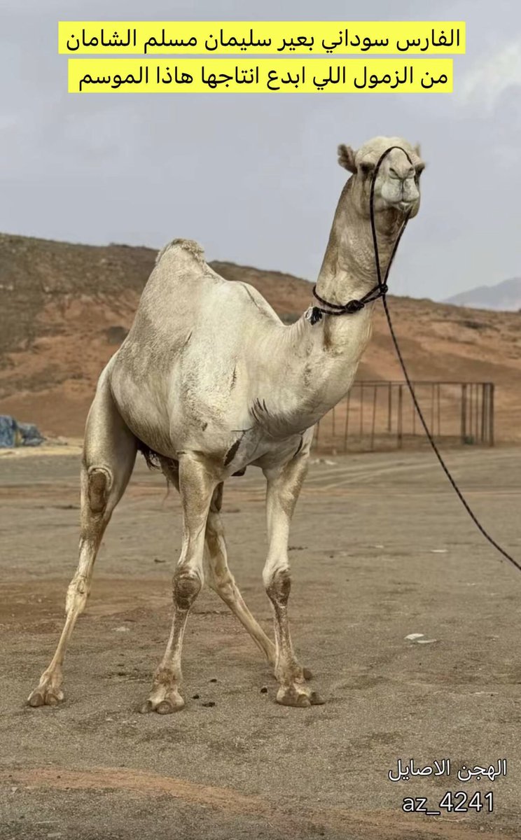 camelksa7's tweet photo. https://t.co/ZEC1qzLyFZ