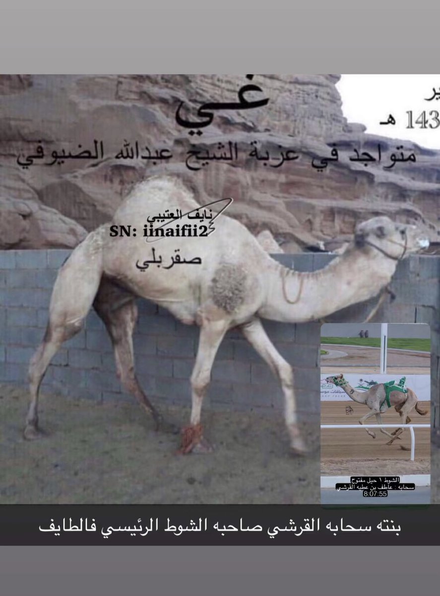 camelksa7's tweet photo. https://t.co/ZEC1qzLyFZ