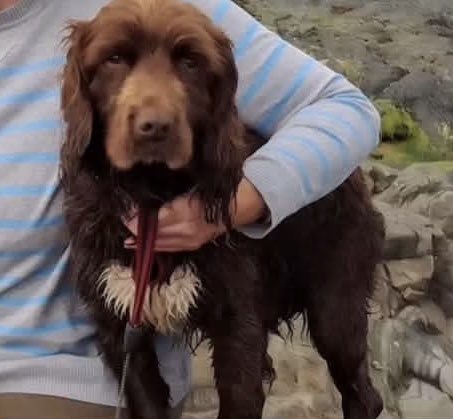 rosieDoc2's tweet photo. #SpanielHour 
Ted was taken from our small holding home on the 2/3/26 Pls keep your eyes/ears open, we are praying for his return. 13 yrs old/blind in 1 eye. my father’s dog and he misses him very much. #Poundstock, Nr. #Bude, #Cornwall TY 

https://t.co/ji2DPRoMYG https://t.co/qHAMUciEV0