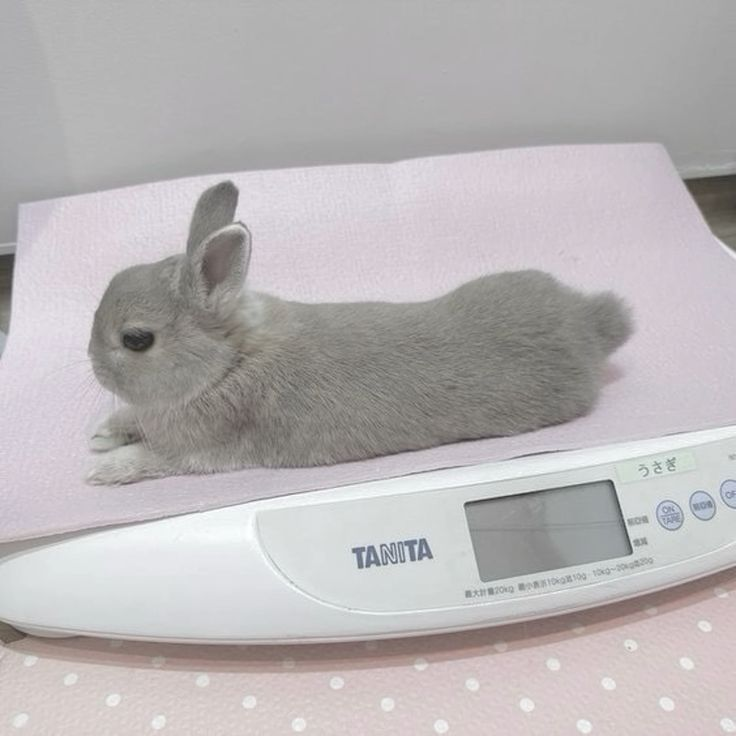 dependsnt's tweet photo. oh little bunni why r u weighing urself even https://t.co/FtRCjD0zOy
