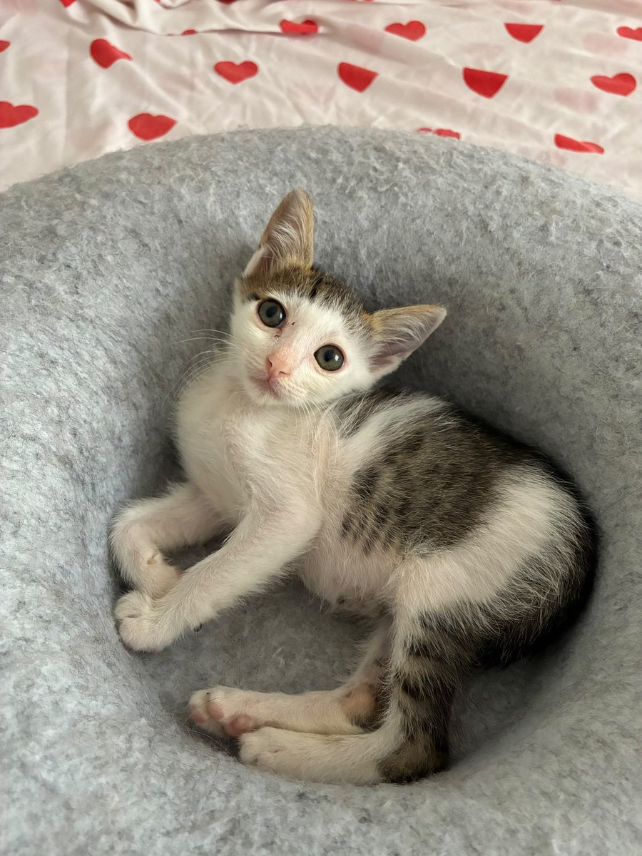 AsliBilicii's tweet photo. Kaküllü yuva aramaya devam ediyor🥺🥺 https://t.co/TzXBH3K3ya