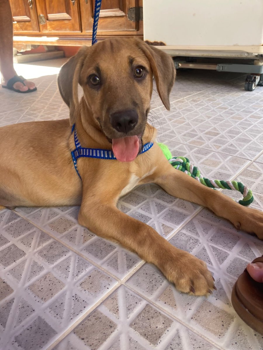 serpa_gu's tweet photo. Esse cachorro é muito fofo, n aguento https://t.co/TKrTJeq7ui