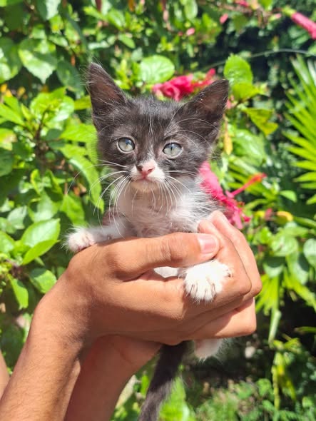 A64029345's tweet photo. Adopción responsable en Valencia 📷
Los lanzaron a mi jardín y no los puedo tener📷
0412 7456752 https://t.co/7Y8b1dognj