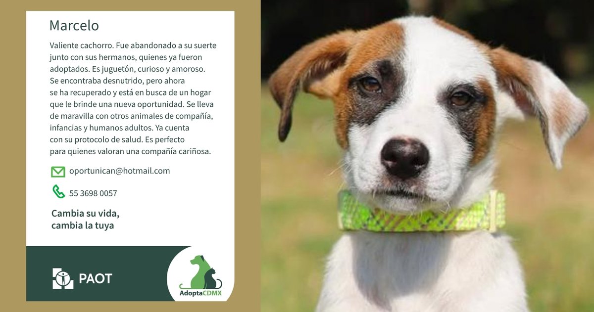 PAOTmx's tweet photo. Soy Marcelo, un cachorro juguetón, curioso y amoroso.
✨ Soy un compañero genial. Convivo bien con otros animales, infancias y adultos.  
¡Dame la oportunidad de ser parte de tu vida!
Datos para adopción👇
✉️oportunican@hotmail.com
📞5536980057 https://t.co/afwudFEGo1