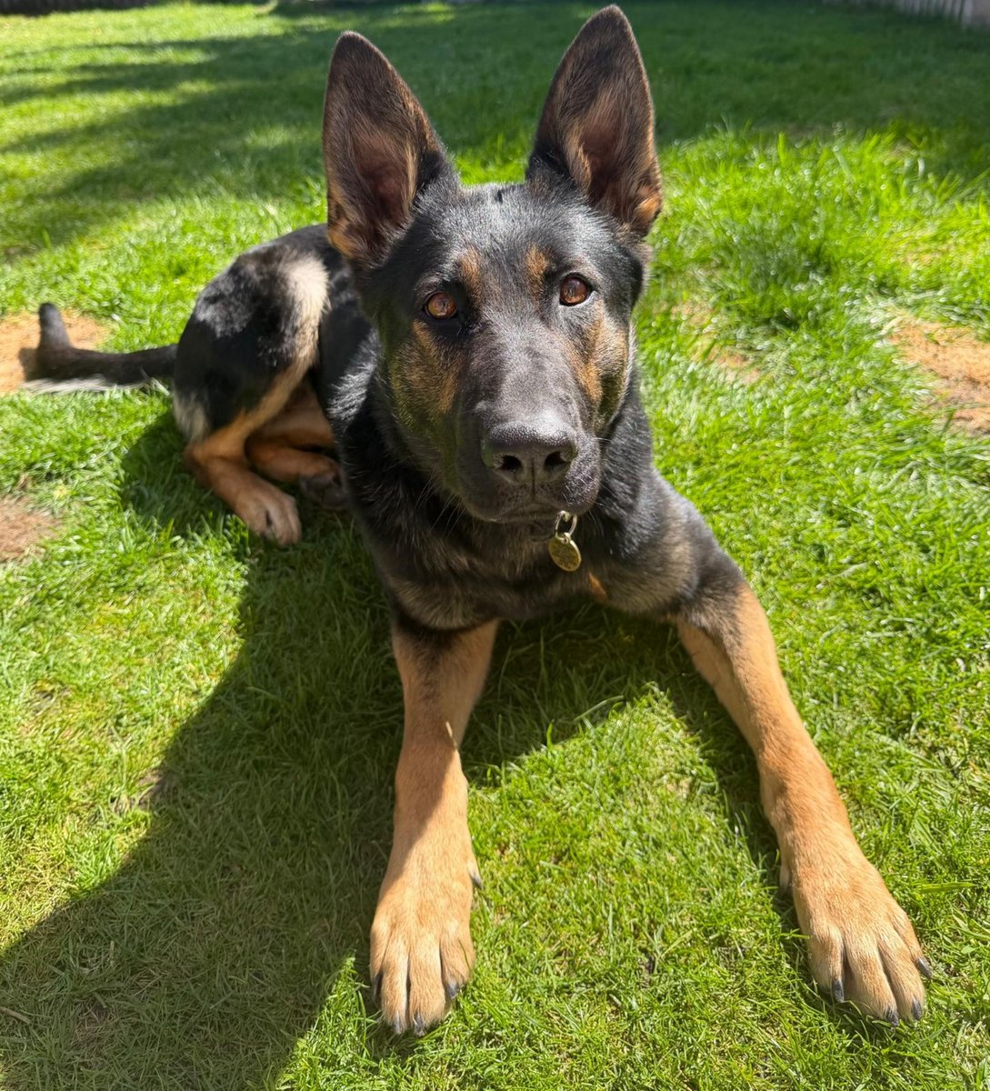 MerPolDogs's tweet photo. 🐾 PD Harley was called into action last night after a male made off from officers following reports of domestic assault and criminal damage.

CCTV showed him entering a wooded area, where Harley quickly found him hiding in a bush. 🌳🐕 You can run, but you can't hide! #Gotcha https://t.co/Cn6kgLLBvl