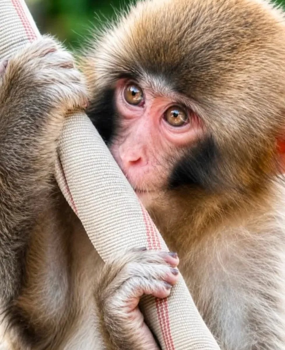 HolyMolySakura's tweet photo. #Punch’s Unique Habits🐒❤
(Compared to other monkeys)
🐒 Hand-raised background
He was abandoned right after birth
and raised by keepers.
Because of this, he had no inherited rank
and relied heavily on his orangutan plush
for a long time.

🐒 Special trust toward keepers
He often approaches keepers first,
even more than other monkeys.
Sometimes he looks for the keepers
before going to the food.

🐒 Gentle with babies
Even at one year old,
he is very careful and soft with the younger babies.
He holds them, watches over them,
and shows a protective side
that stands out for his age.

🐒 High energy pattern
He becomes especially active
after the zoo closes.
Keepers describe him as
“wacha-wacha” (bustling around).
He loves high diving,
exploring rock crevices,
and hanging upside down.

🐒 Dual personality
Normally he is very gentle and cute.
But when he gets angry,
he bites and fights back.
This is normal for a young male,
but his contrast is quite clear.
He's eyes ☽༓･*˚⁺‧͙❤❤

Punch’s most unique points are
his human-raised attachment and trust,
his surprising gentleness with babies,
and his high curiosity and energy.
His starting point was different
from naturally raised monkeys,
and that still shows in his habits.
🌸⋆.˚🦋༘ ⋆.˚🦋༘ ☽༓･*˚⁺‧͙🌸🤍
Have a great day. 🍧🌼☕❤