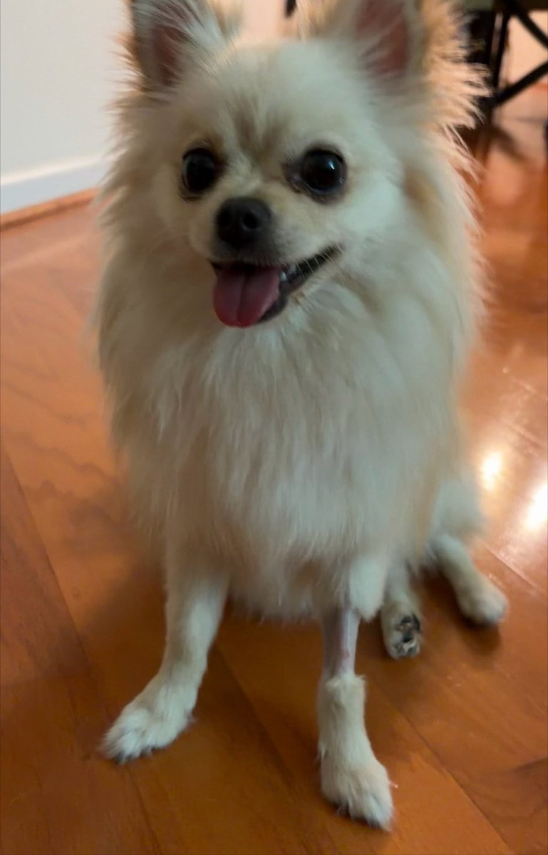 phoebe_fluffay's tweet photo. Happy to be home and safe 🩷🩷 https://t.co/1hNCjKcLHP