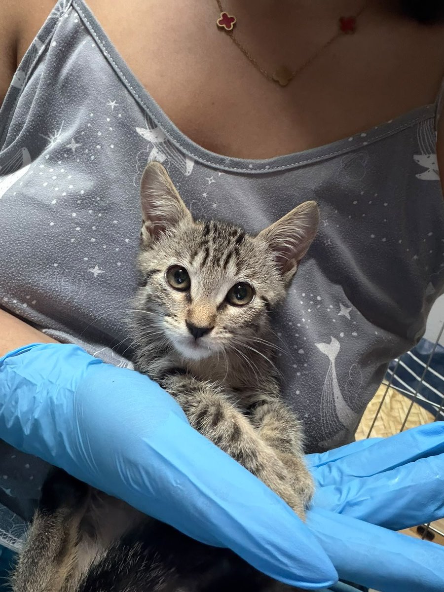 Neinei_rescue tweet picture