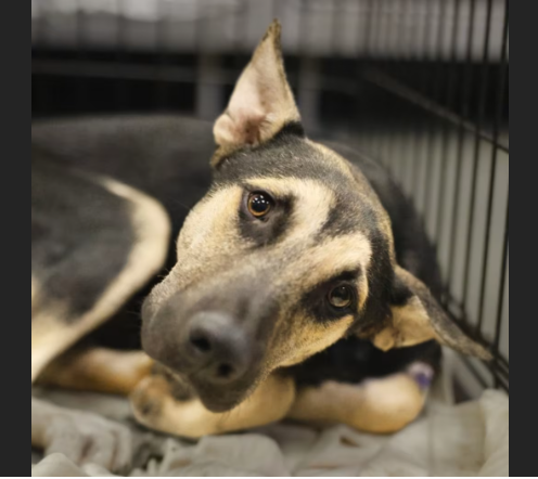 HollywoodDogs's tweet photo. Malgus, a 2-year-old Shepherd mix at an overcrowded shelter in #SanAntonio, #TX, needs a forever home, a foster home, or rescue https://t.co/ZhiiTMJNQ2 #URGENT #AdoptableDogofDay 🐶 https://t.co/9dmp7aQ75H