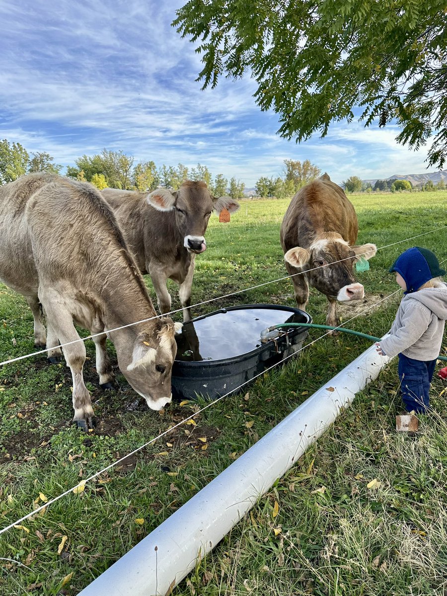 grandadfarms's tweet photo. The Idaho Dairymen’s Association brags that 90% of their workers are foreign-born. Imagine how much wages would go up if they hired Americans and stopped relying on public services. 

It’s time to rip the bandaid off and pay what it takes to employ our own. https://t.co/1sJOsExg6e