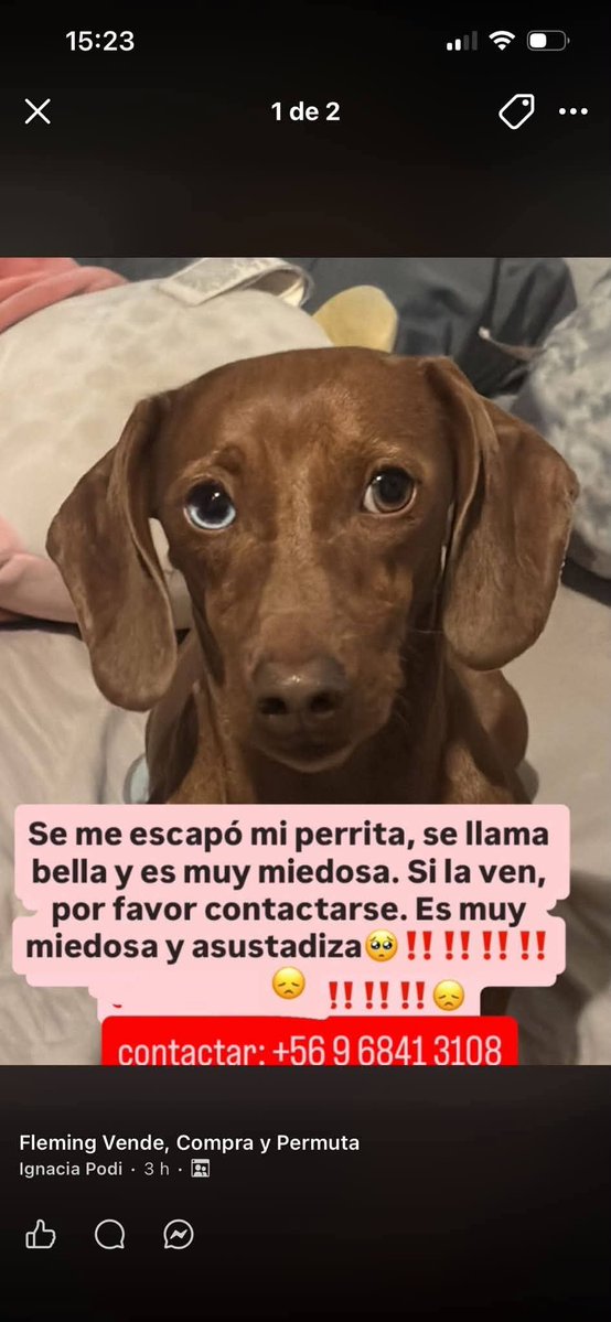 todopormiperro's tweet photo. Se perdió un fleming más arriba de padre Hurtado en las condes https://t.co/47NGRGhxEb