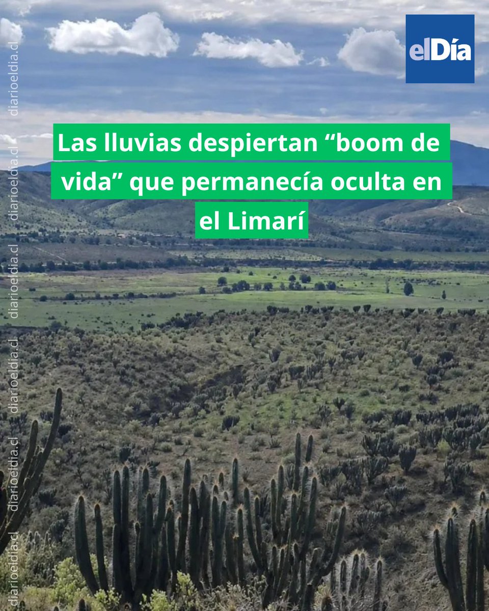 eldia_cl's tweet photo. 🌱 El extraordinario volumen de agua activó bancos de semillas, bulbos y raíces que llevaban años esperando condiciones favorables #ElDíaInforma 👉 https://t.co/HkKhq9aDtV https://t.co/jv03zQ7DON