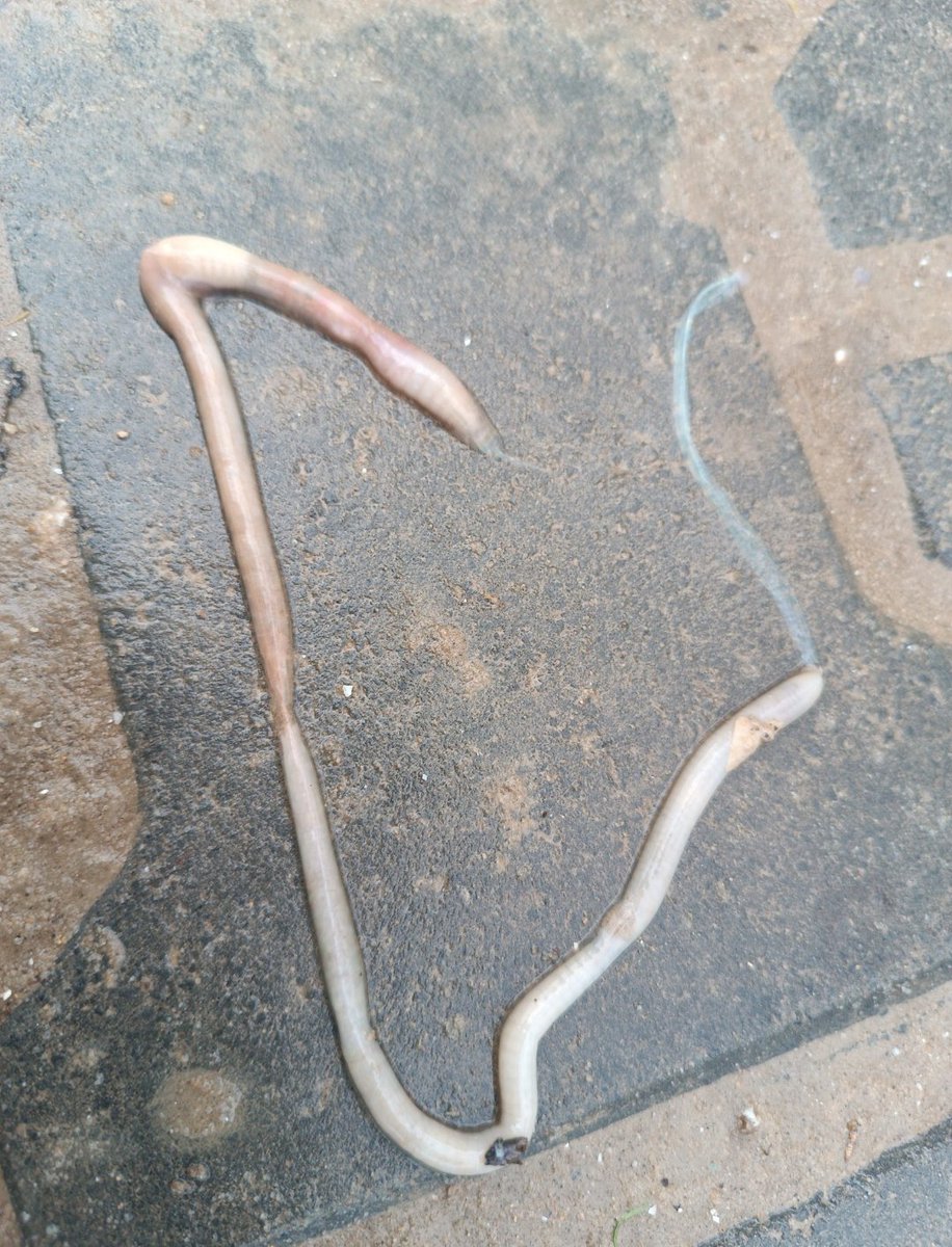 yousefQasem1998's tweet photo. Unfortunately, this is what we found inside the drinking water tank: worms. My children are drinking contaminated water. Please help provide safe drinking water.https://t.co/45Gj0rpJam https://t.co/AulKDMFiho