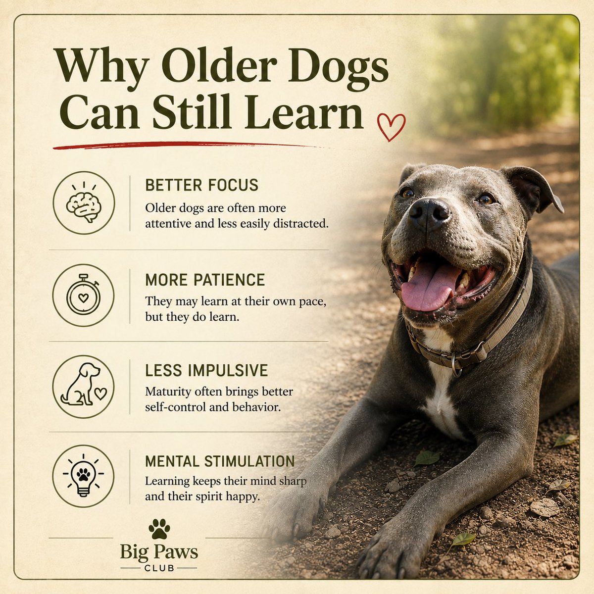BigPawsClub's tweet photo. 🐾 Myth: You can’t teach an old dog new tricks. https://t.co/0BtaladuTL