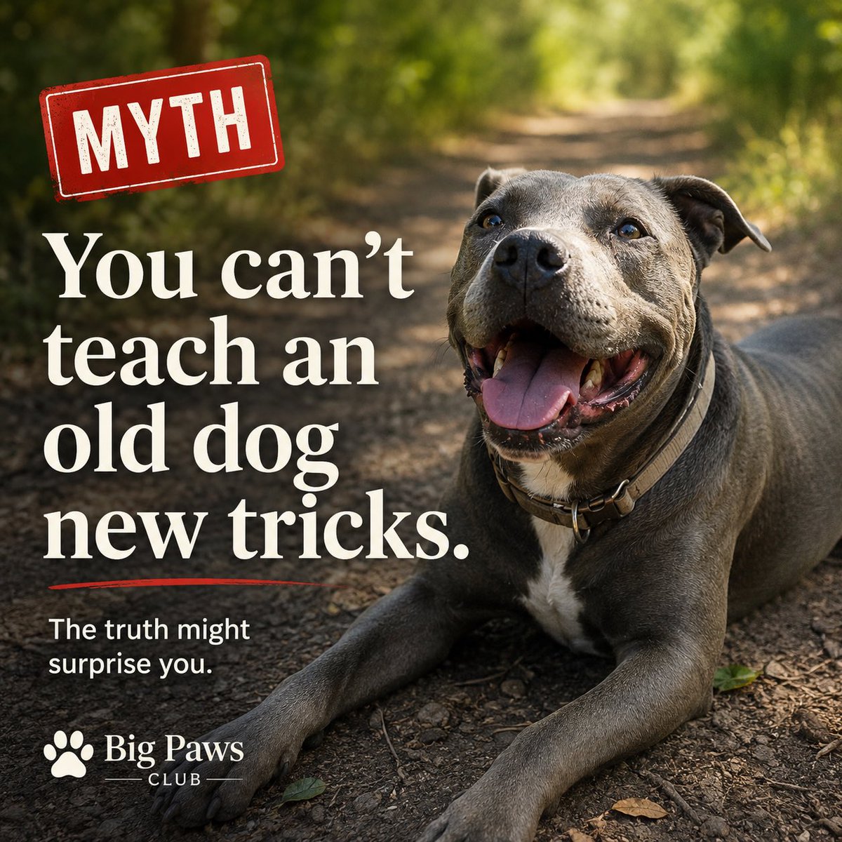 BigPawsClub's tweet photo. 🐾 Myth: You can’t teach an old dog new tricks. https://t.co/0BtaladuTL