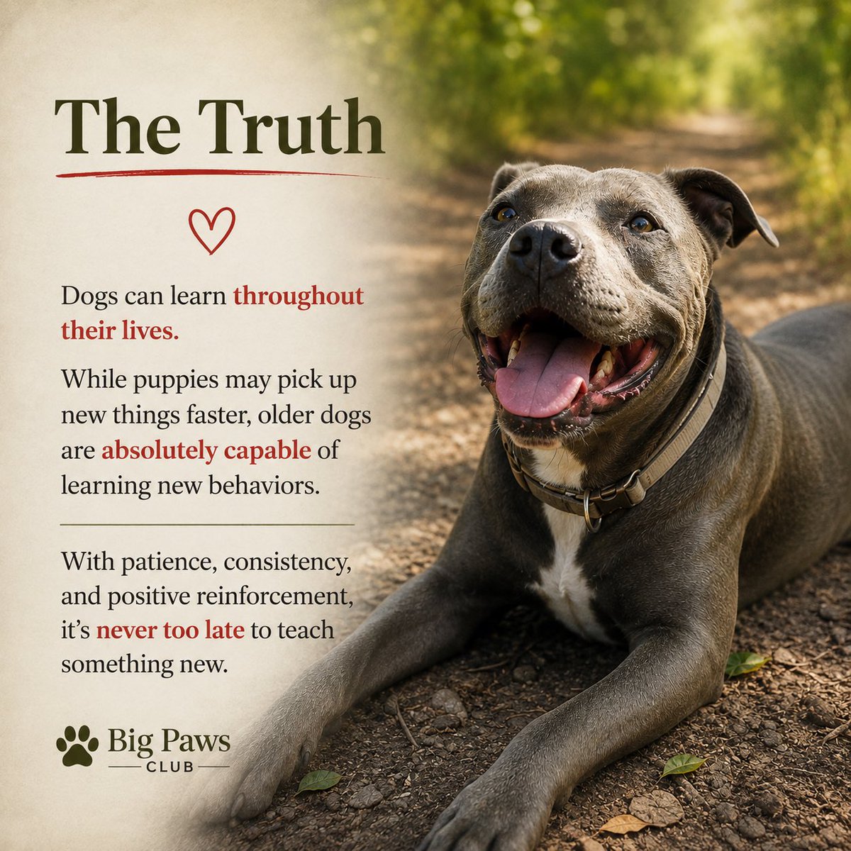 BigPawsClub's tweet photo. 🐾 Myth: You can’t teach an old dog new tricks. https://t.co/0BtaladuTL