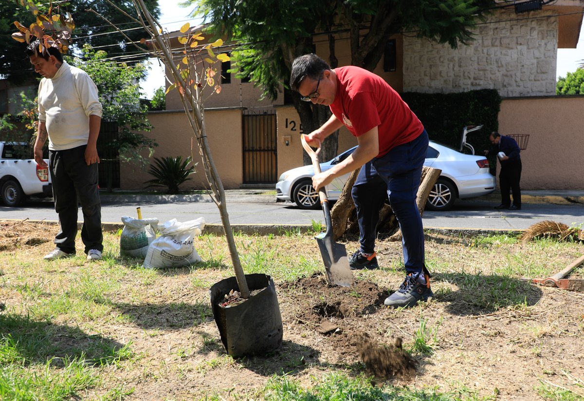 GobNau's tweet photo. El Gobierno de Ciudad #Naucalpan continúa fortaleciendo las áreas verdes con una jornada de reforestación en el Fraccionamiento #LaFlorida.🌳 🤝🌿

A través de la Dirección de #MedioAmbiente, y en coordinación con vecinas y vecinos, así como con estudiantes del #CCH que realizan su servicio social, se plantaron 44 ejemplares de distintas especies para incrementar la cobertura vegetal, favorecer la biodiversidad y contribuir a un entorno más verde y saludable.

#AquiGobiernaLaEsperanza #Naucalpan #Reforestacion