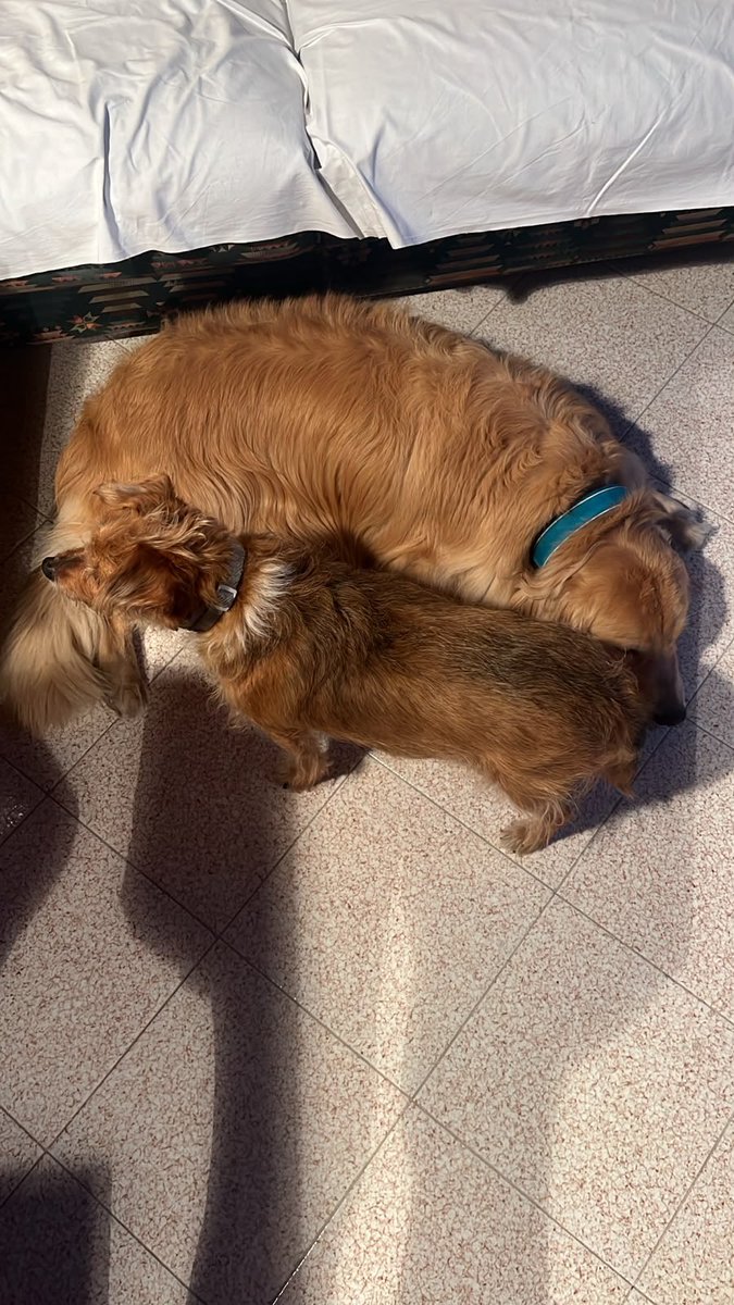 MosettiValter's tweet photo. Tutto l’amore che ho https://t.co/yRra1YiCxg