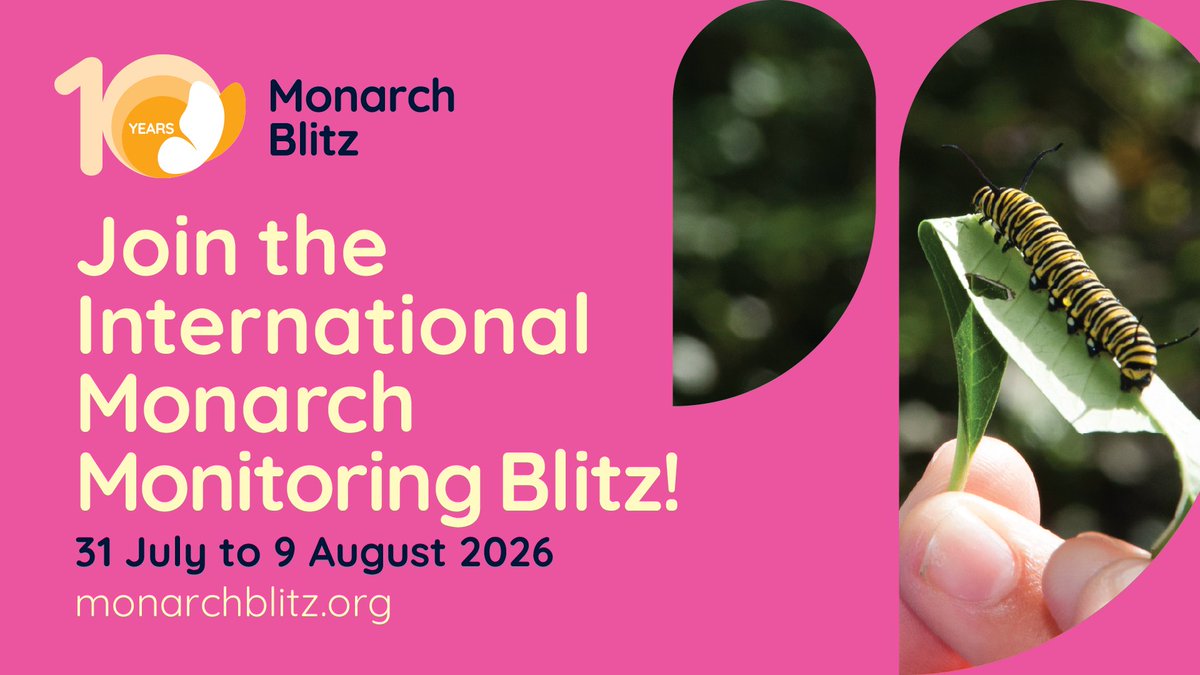 NWF's tweet photo. Looking for an outdoor activity? The #MonarchBlitz is this week! 🦋

Participation is easy! Simply record your observations through one of the participating community science data platforms listed on the Monarch Blitz website. 🖥️

For more information 📲: https://t.co/qHmfMo0BVH https://t.co/25rPnkwLBx