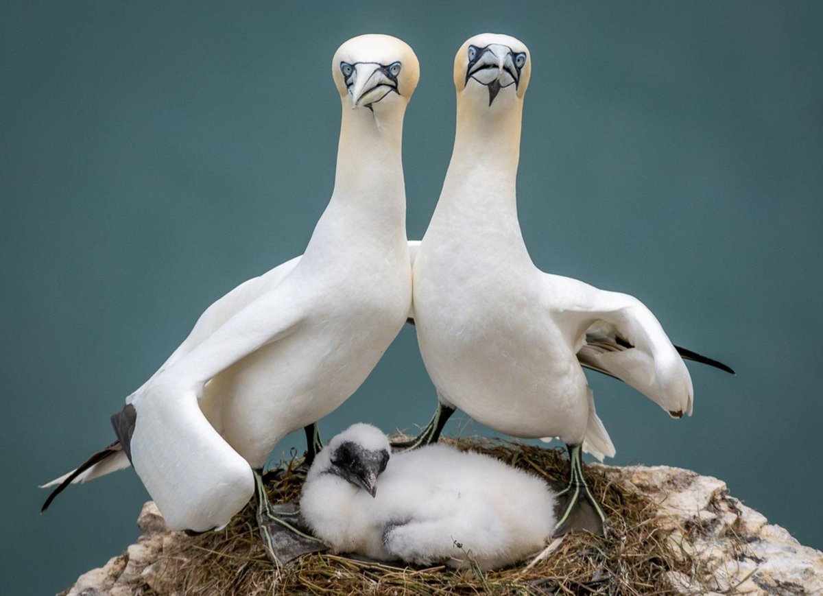 ProtectTheWild_ tweet picture