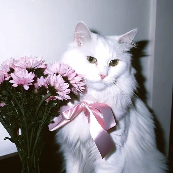 LovelyCuteDaily's tweet photo. https://t.co/TxjVVnJL22