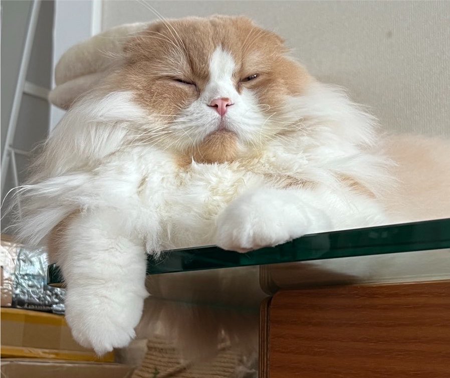 mametaiscat's tweet photo. 寝起きでNow Loading...なニャンコ https://t.co/DM42WHAKEq