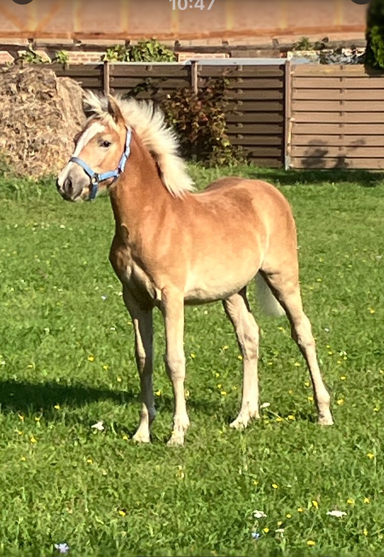 ehorses_com's tweet photo. ๐ Elegant Haflinger Mare, Reservesiegerin by Barcley-Seewind, with a warm, versatile nature ๐ด
๐ https://t.co/DvTBK6bTBh
#ehorses #haflinger #leisurehorses #mare #chestnut-red #horselove #horse #horses #horselover #foundonehorses https://t.co/k6vH2l5AYV