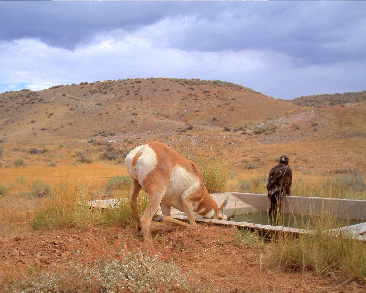 BLMWyoming's tweet photo. Public lands problem #3

You are not an antelope. 

Bring your own water supply when adventuring on public lands. https://t.co/mIq8X67r5l
