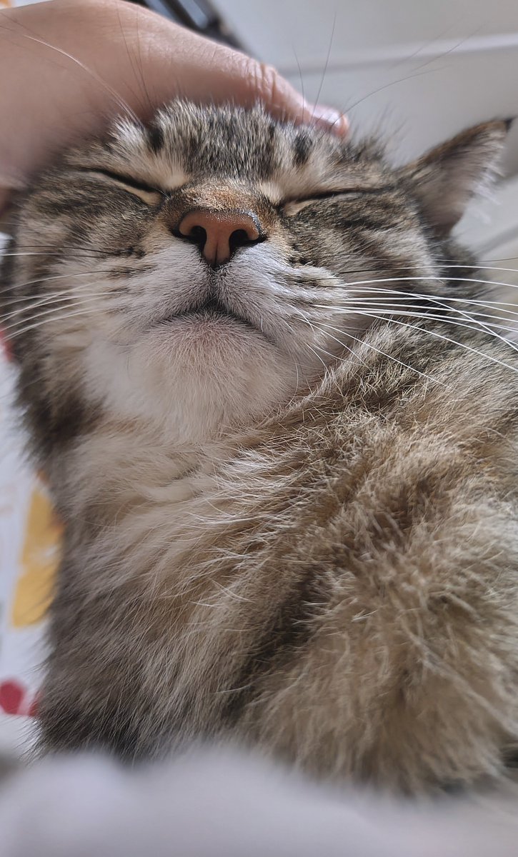 ゴロー🐾 (@cat_56chan) / Posts / X