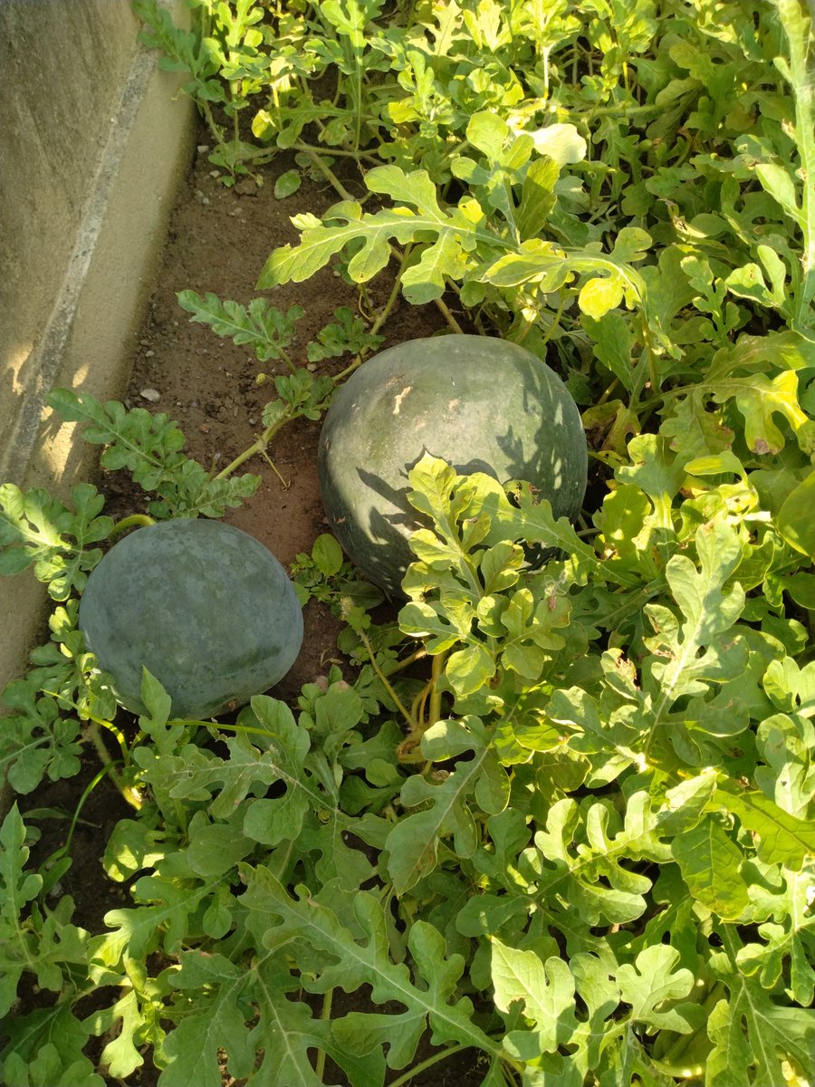 pokoland55's tweet photo. ☀️😀暑い日、続いてますね。

🍀いい日になりますように🍉

#甲府市
#家庭菜園
#野菜
#スイカ https://t.co/zWlCATohdC